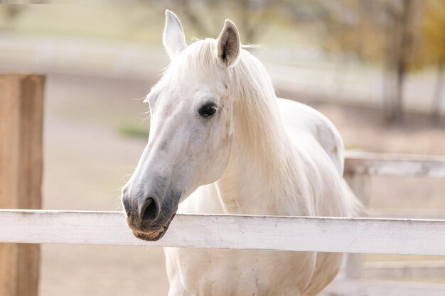 cavallo bianco stallone bellissimo cavallo nel corral