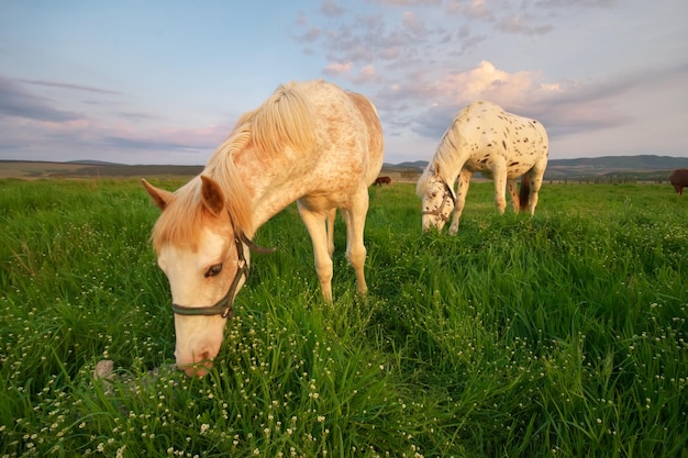 Cavallo bianco su un campo verde