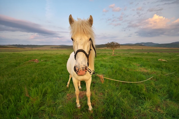 Cavallo bianco su un campo verde