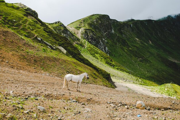 cavallo bianco su un pascolo di montagna cavallo selvaggio bianco