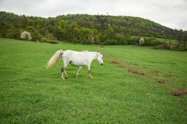 Cavallo bianco sul campo