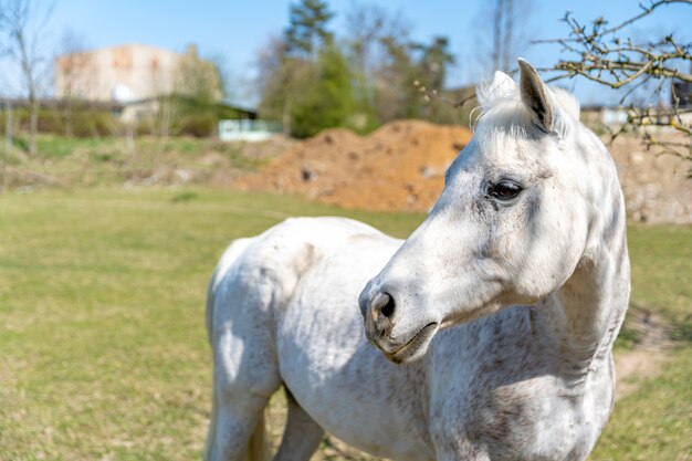 cavallo bianco sul pascolo in fattoria in natura