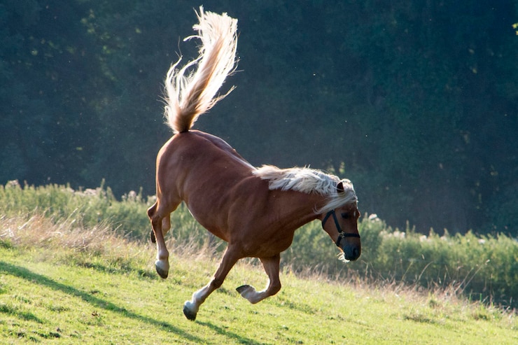 Foto cavallo che corre in un campo