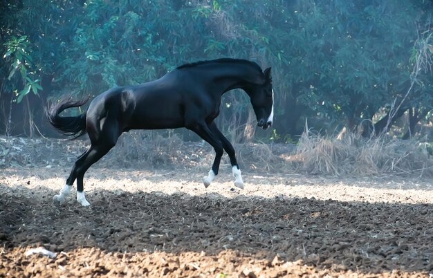 Cavallo che corre sul campo contro gli alberi