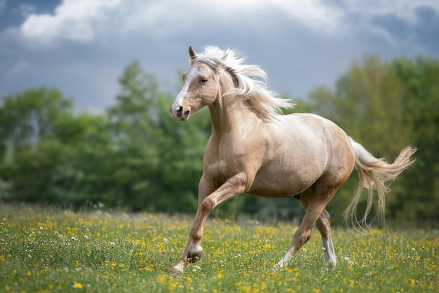 Cavallo che corre sul campo erboso