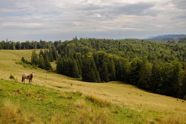 Cavallo che fa scorta in montagna