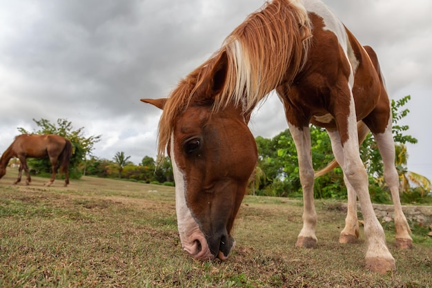 Cavallo che mangia erba verde in un campo durante una serata nuvolosa