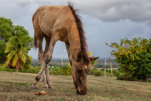 Cavallo che mangia erba verde in un campo durante una serata nuvolosa