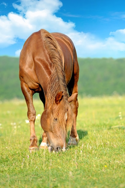 Cavallo che mangia erba