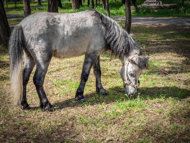 Cavallo che mangia l'erba verde nel parco