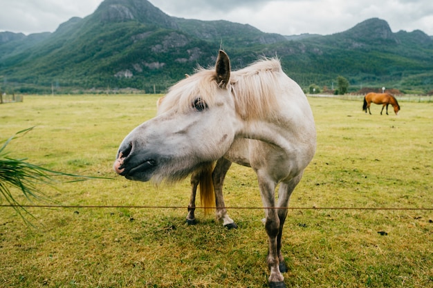 Cavallo che mangia sul pascolo