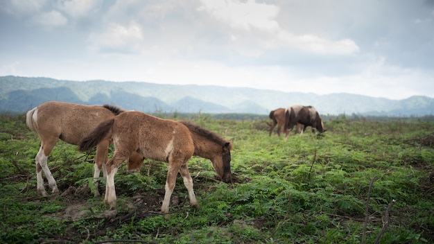 Cavallo che mangia sulla montagna del cielo blu del prato inglese