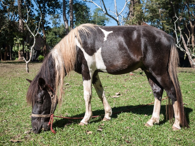 Cavallo che mangia un'erba