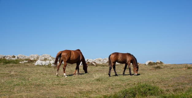 Cavallo che pasce nelle montagne di Nueva de Llanes in Spagna