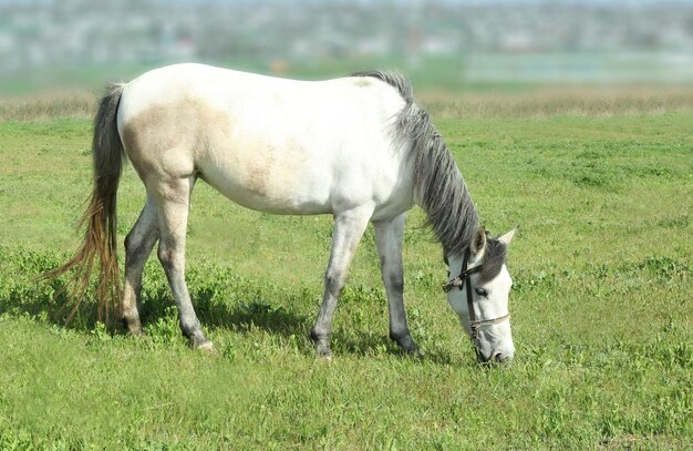 Cavallo che pasce sull'erba verde