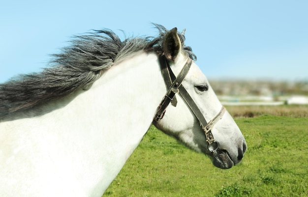 Cavallo che pasce sull'erba verde