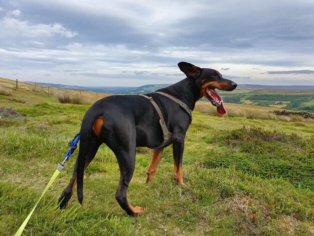 Cavallo con cane sul campo