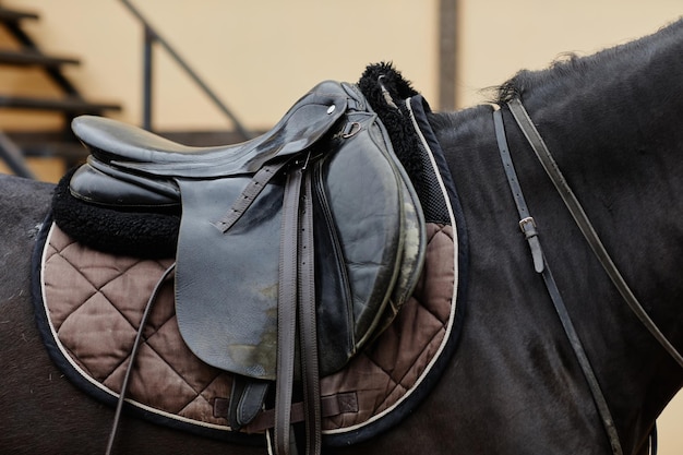 Cavallo con sella in cuoio