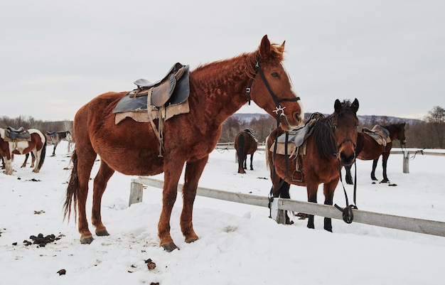 cavallo con una sella sulla neve bianca