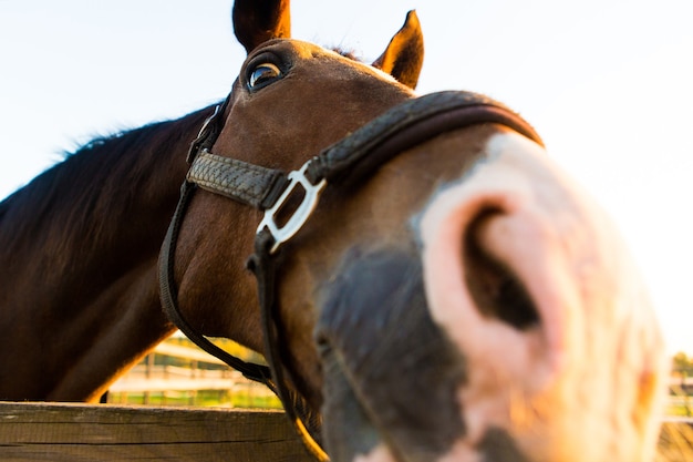 Cavallo curioso divertente alla natura Il cavallo guarda nel telaio