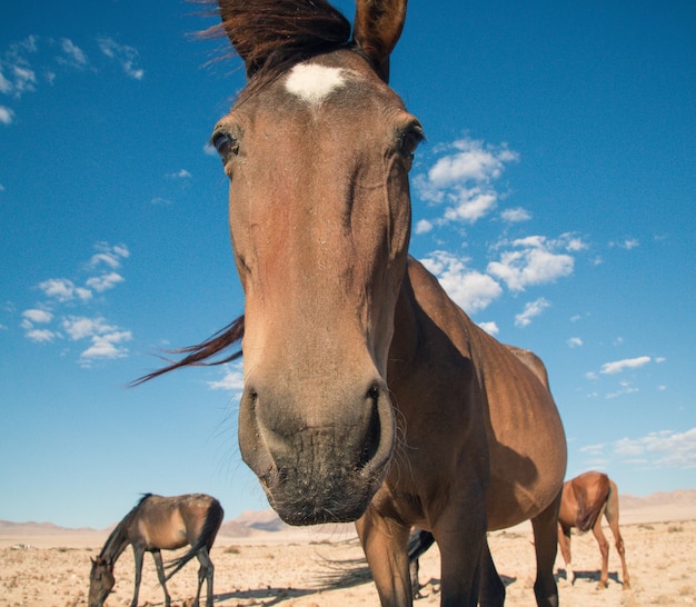 Cavallo del deserto che ti guarda in Africa