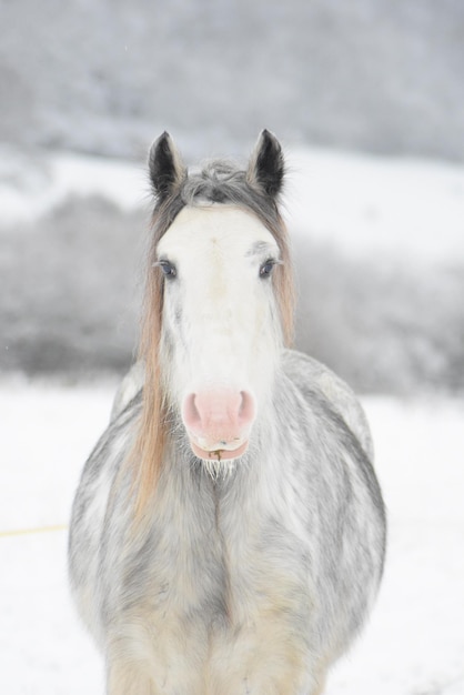 Cavallo della neve magnifico ritratto di un cavallo