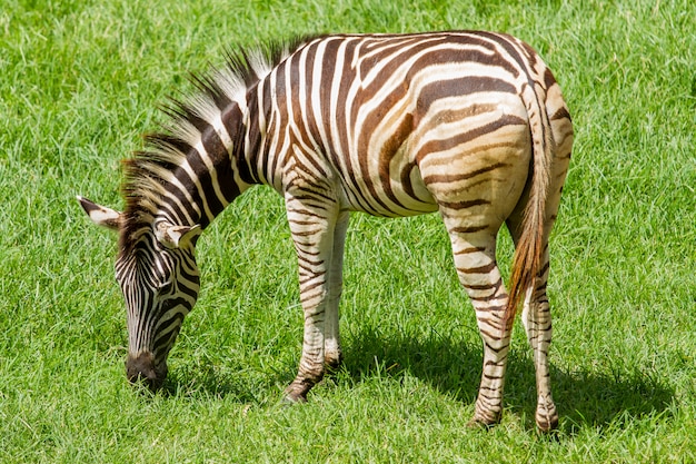 Cavallo della zebra che mangia erba verde