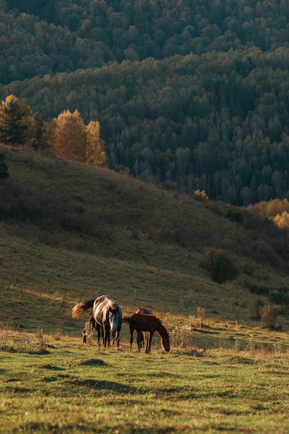 Cavallo di fronte all'alba