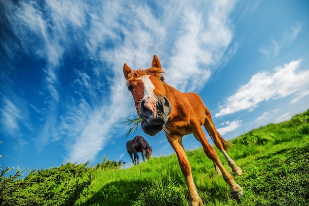 Cavallo divertente che guarda alla macchina fotografica sfondo blu cielo nuvoloso