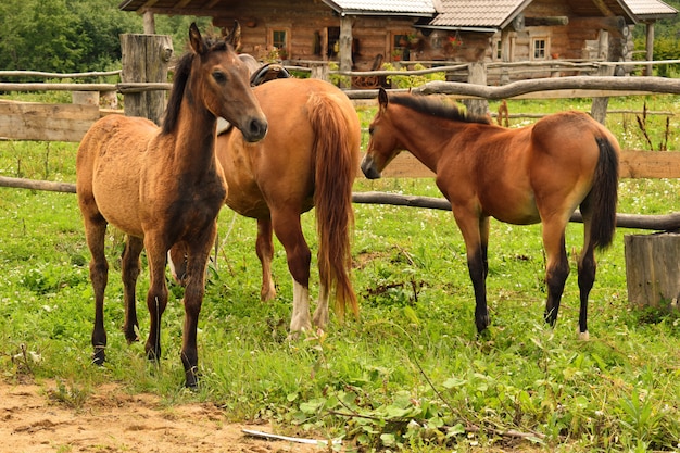 Cavallo domestico nel villaggio