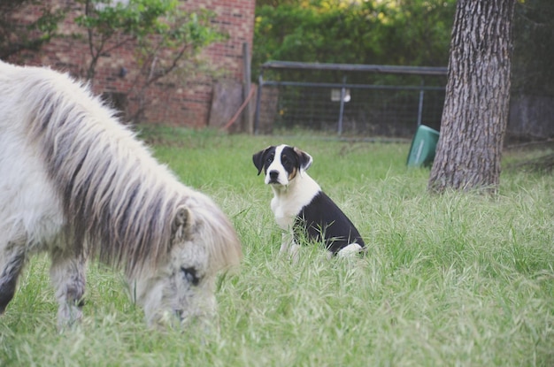 Cavallo e cane in miniatura su un campo erboso in una fattoria