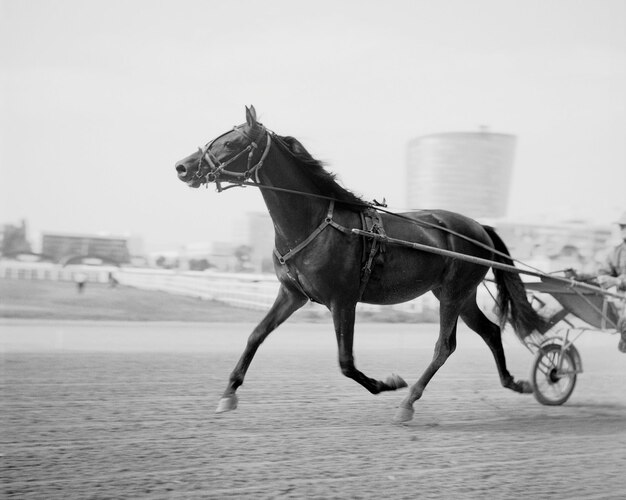 Cavallo e carro contro il cielo