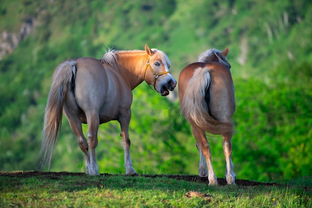 Cavallo e cavalla illuminati dall'ultimo sole sulle Alpi italiane