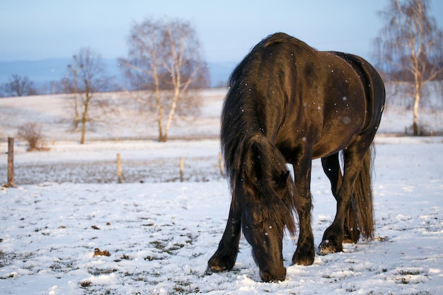 Cavallo frisone in inverno