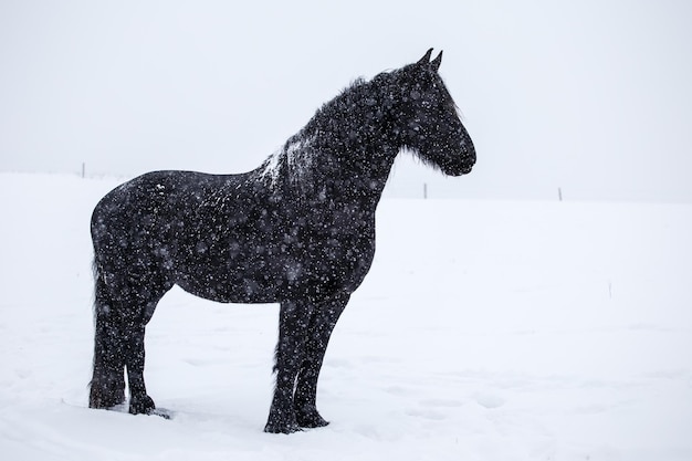 Cavallo frisone nella neve