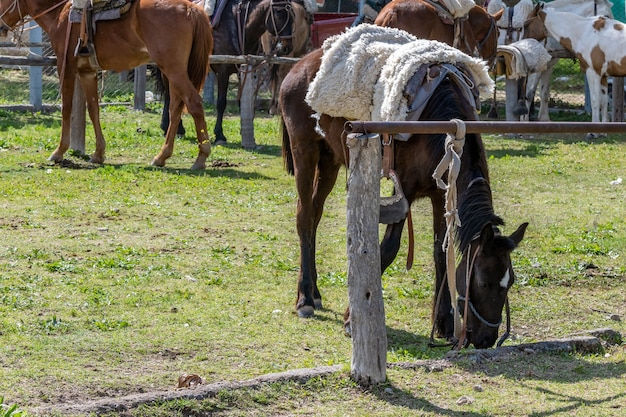 Cavallo gaucho argentino in recinto, legato.