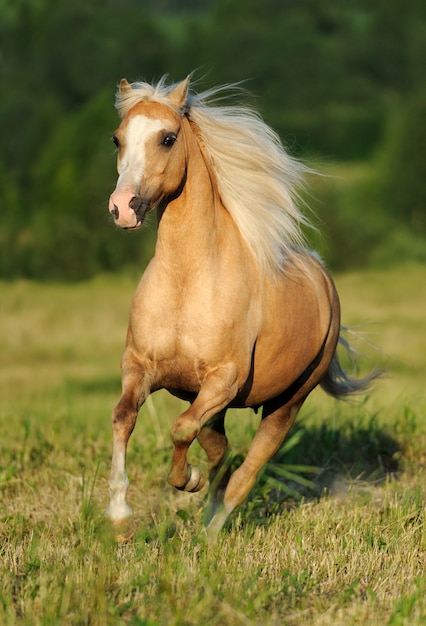 Cavallo giallo al galoppo