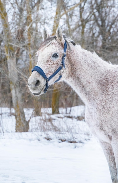 Cavallo grigio della razza purosangue araba sullo sfondo del ritratto della foresta invernale e della neve