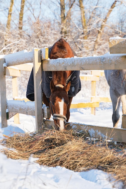 Cavallo grigio e cavallo rosso insieme in inverno nella neve camminano per strada a levada e mangiano fieno