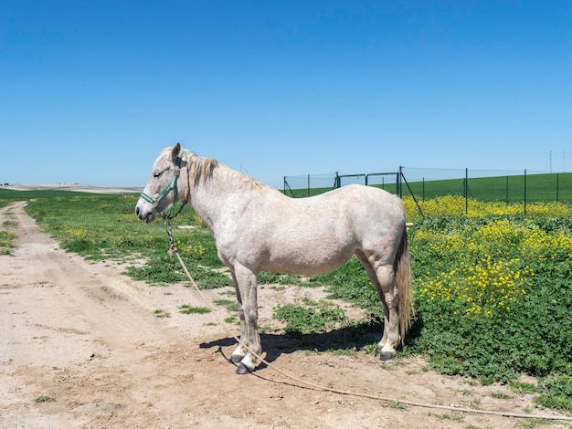 Cavallo grigio in campo