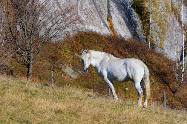 Cavallo grigio in un pascolo in montagna. Giornata di sole autunnale