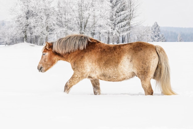 Cavallo Haflinger marrone chiaro che cammina sul campo innevato in inverno, alberi sfocati sullo sfondo.