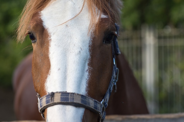 Cavallo hanoverian di colore rosso marrone con striscia bianca