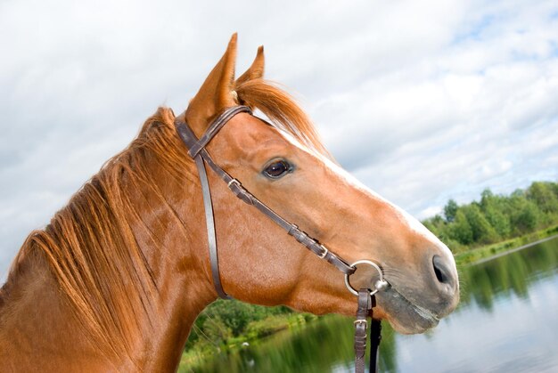 Cavallo in acqua