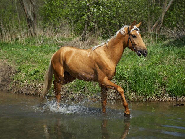 Cavallo in acqua