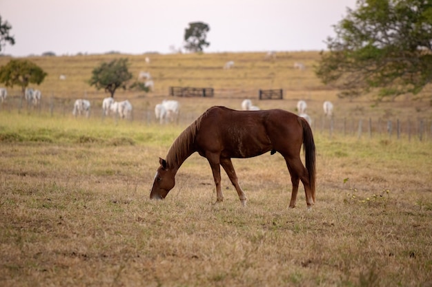 Cavallo in appoggio in una zona di pascolo di Ã¢Â€Â‹Ã¢Â€Â‹una fattoria brasiliana con messa a fuoco selettiva