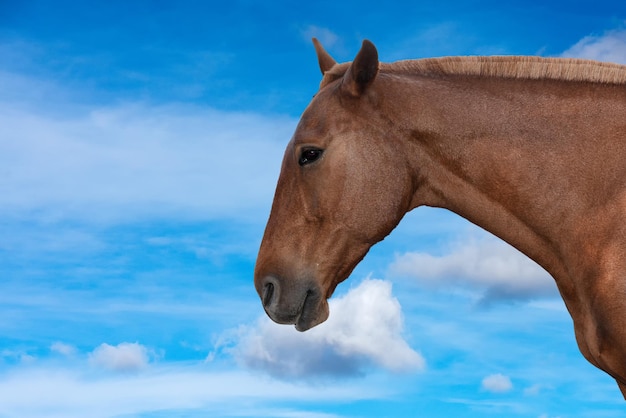 Cavallo in Argentina sullo sfondo del cielo