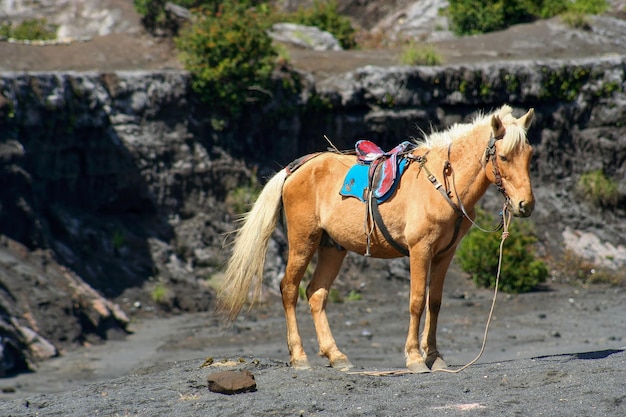 Cavallo in attesa di turisti