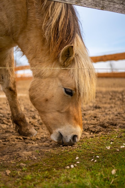Cavallo in contatto zoo con animali domestici e persone nella repubblica ceca di zelcin