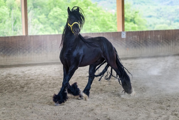 Cavallo in corsa al ranch